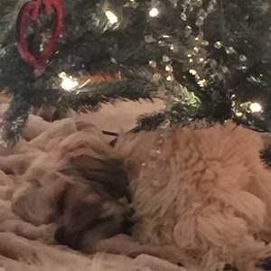 Meet your Posher, Pat